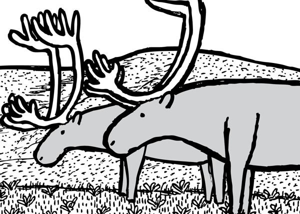 Caribou drawing line art. Reindeer cartoon black and white.