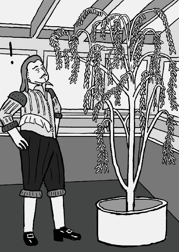 van Helmont stands next to willow tree cartoon. Black and white drawing.
