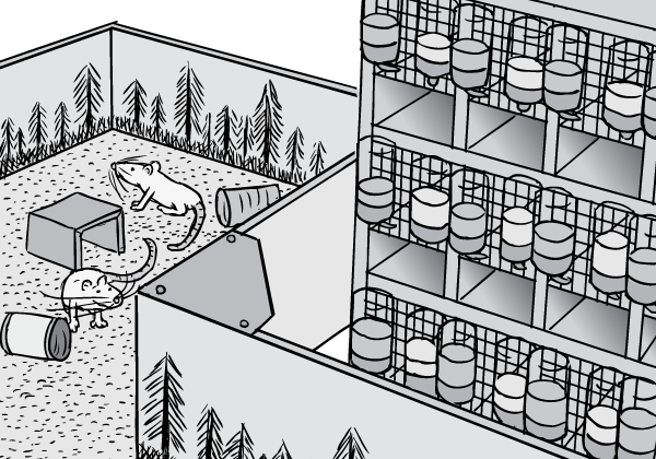 Drawing of Rat Park Canadian addiction experiment enclosure next to racks of caged laboratory rats. Cartoon science experiment.
