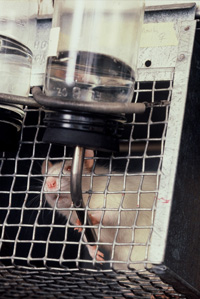 Rat in a cage grabs fluid bottle dispenser. Low angle view of wistar albino rat from Rat Park drug experiment.
