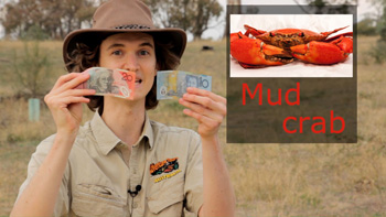 Holding an Australian $20 note - a Mud Crab. Aussie nickname for Australian currency money because of the red colour.