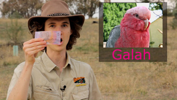 Holding an Australian $5 note - a Galah. Aussie nickname for Australian currency money because of the pink colour.