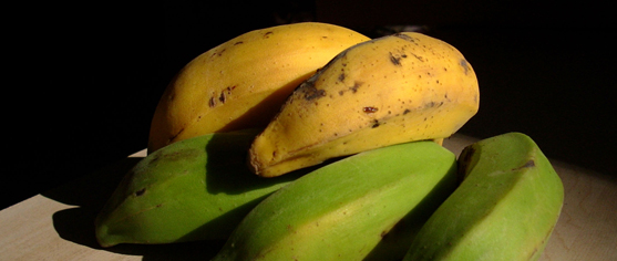 Yellow and green ripe and unripe bananas