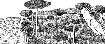 Cartoon view of logged forest next to intact forest, with cockatoo bird watching