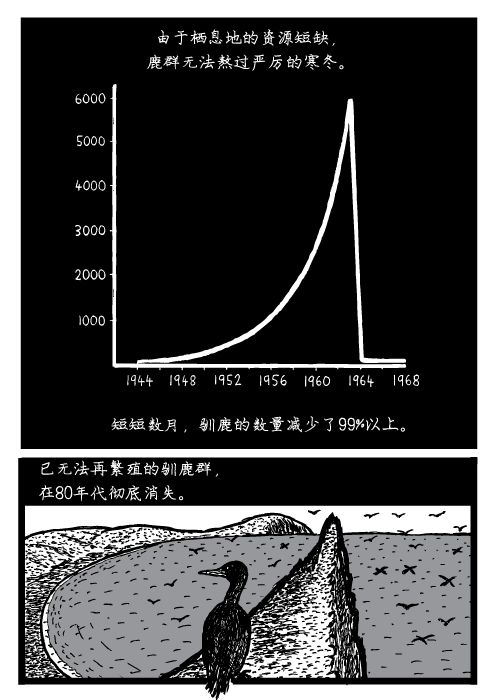 由于栖息地的资源短缺, 鹿群无法熬过严厉的寒冬。短短数月,驯鹿的数量减少了99%以上。已无法再繁殖的驯鹿群, 在80年代彻底消失。