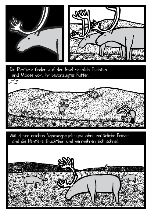 Rentiere grasen Cartoon. Gras Hügel Felder Zeichnung. Die Rentiere finden auf der Insel reichlich Flechten und Moose vor, ihr bevorzugtes Futter. Mit dieser reichen Nahrungsquelle und ohne natürliche Feinde sind die Rentiere fruchtbar und vermehren sich schnell.