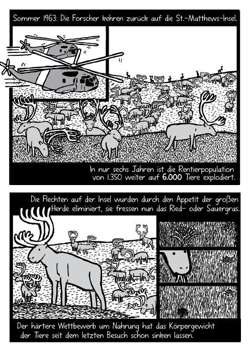 Helikopter Rentierherde Cartoon. Rentier futtert Grad Zeichnung. Sommer 1963: Die Forscher kehren zurück auf die St.-Matthews-Insel. In nur sechs Jahren ist die Rentierpopulation von 1.350 weiter auf 6.000 Tiere explodiert. Die Flechten auf der Insel wurden durch den Appetit der großen Herde eliminiert, sie fressen nun das Ried- oder Sauergras. Der härtere Wettbewerb um Nahrung hat das Körpergewicht der Tiere seit dem letzten Besuch schon sinken lassen.