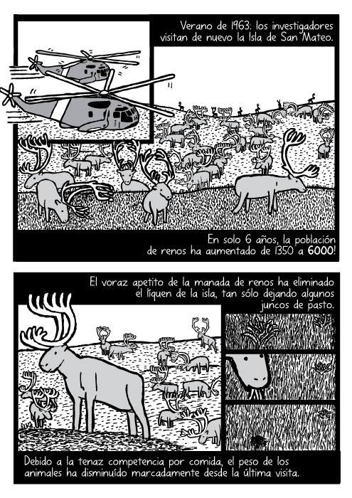 Cómic acerca de la manada de renos vistos desde el helicóptero. Dibujo de los renos pastando. Verano de 1963: los investigadores visitan de nuevo la Isla de San Mateo. En solo 6 años, la población de renos ha aumentado de 1350 a 6000! El voraz apetito de la manada de renos ha eliminado el líquen de la isla, tan sólo dejando algunos juncos de pasto. Debido a la tenaz competencia por comida, el peso de los animales ha disminuído marcadamente desde la última visita.