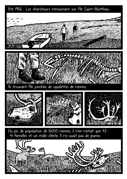 BD d'ossements de rennes. Dessin de bois de rennes morts. Eté 1966 : Les chercheurs retournent sur l'île Saint-Matthieu. Ils trouvent l'île jonchée de squelettes de rennes. Du pic de population de 6000 rennes, il n'en restait que 42 : 41 femelles et un mâle stérile. Il n'y avait pas de jeunes.