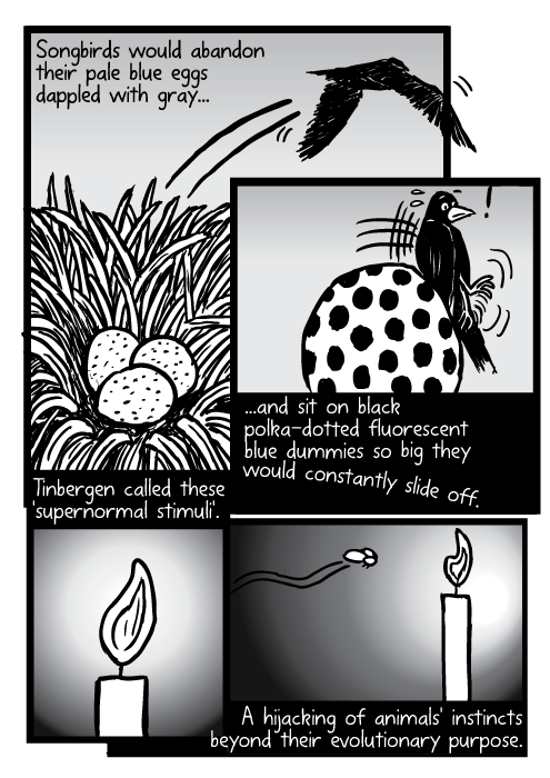 Bird nest eggs flying. Moth flame candle drawing. Songbirds would abandon their pale blue eggs dappled with grey... ...and sit on black polka-dotted florescent blue dummies so big they would constantly slide off. Tinbergen called these 'supernormal stimuli'. A hijacking of animals' instincts beyond their evolutionary purpose.