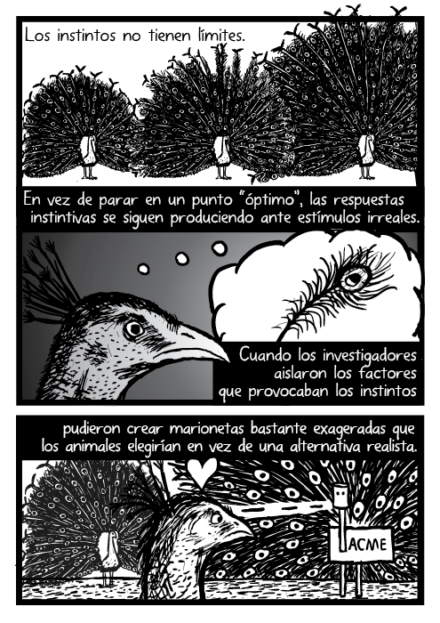 Los instintos no tienen límites. En vez de parar en un punto “óptimo”, las respuestas instintivas se siguen produciendo ante estímulos irreales. Cuando los investigadores aislaron los factores que provocaban los instintos pudieron crear marionetas bastante exageradas que los animales elegirían en vez de una alternativa realista. Cola de Pavo Real. Plumas de pavo real Historieta ilustración.