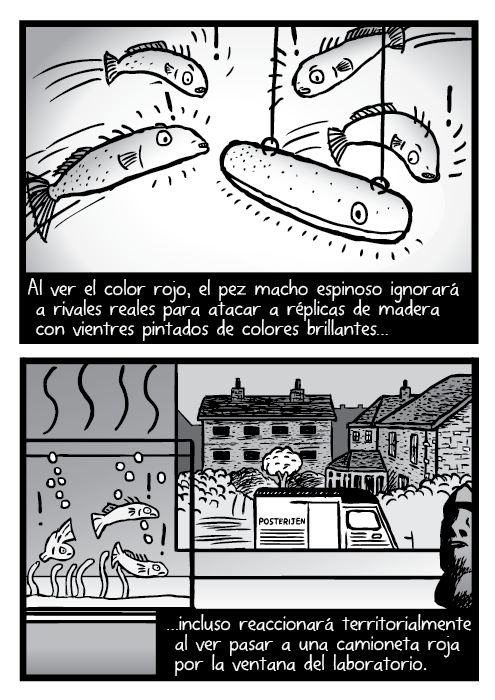 Al ver el color rojo, el pez macho espinoso ignorará a rivales reales para atacar a réplicas de madera con vientres pintados de colores brillantes, incluso reaccionará territorialmente al ver pasar a una camioneta roja por la ventana del laboratorio. Peces tanque repisa ventana ilustración caricatura.