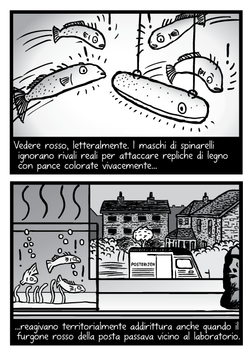 Vignetta con aquario vicino all finestra. Vedere rosso, letteralmente. I maschi di spinarelli ignorano rivali reali per attaccare repliche di legno con pance colorate vivacemente reagivano territorialmente addirittura anche quando il furgone rosso della posta passava vicino al laboratorio.