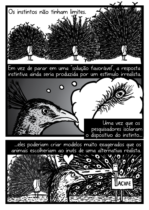 Penas de pavão cartoon. Peacock desenho da cauda. Em vez de parar em uma 