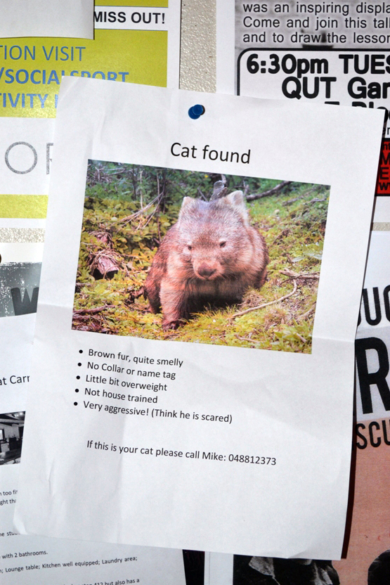 Poster with heading 'Cat Found', but with photo of a wombat. Joke sign.