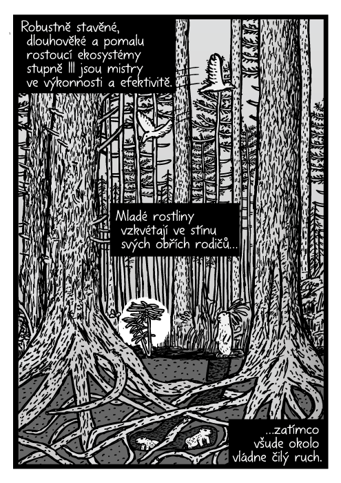 Vzrostlý les borovice komiks. Redwood ekosystém mezidruhová kresba. Robustně stavěné, dlouhověké a pomalu rostoucí ekosystémy stupně III jsou mistry ve výkonnosti a efektivitě. Mladé rostliny vzkvétají ve stínu svých obřích rodičů…zatímco všude okolo vládne čilý ruch.