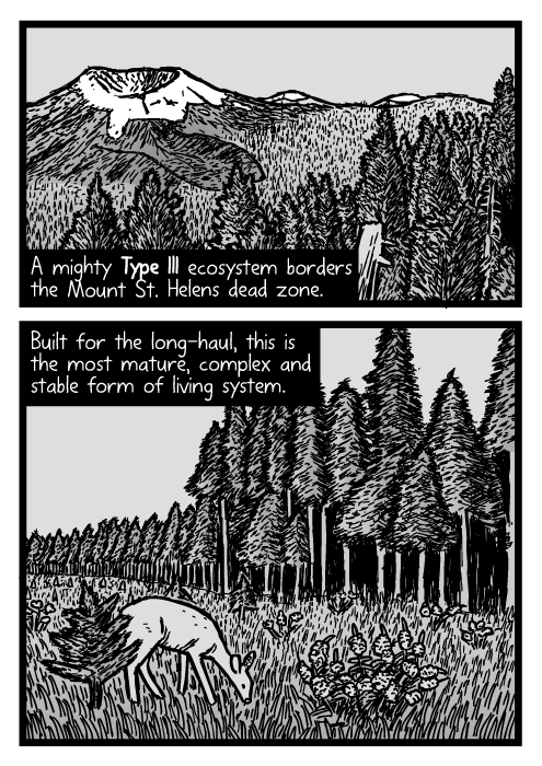 Mount St. Helens mature forest drawing. Fir tree stand, pine trees cartoon. A mighty Type III ecosystem borders the Mount St. Helens dead zone. Built for the long-haul, this is the most mature, complex and stable form of living system.