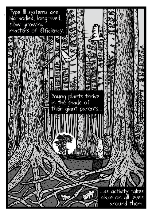 Mature pine forest cartoon. Redwood ecosystem cross-section drawing. Type III systems are big-bodied, long-lived, slow-growing masters of efficiency. Young plants thrive in the shade of their giant parents...as activity takes place on all levels around them.