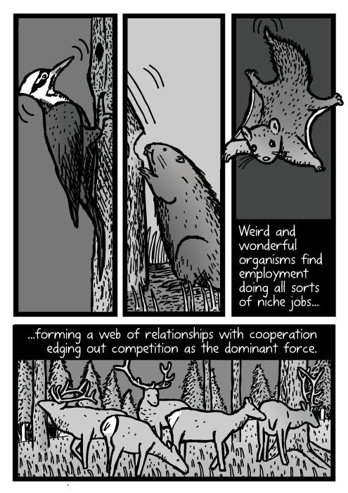 Woodpecker beaver cartoon. Northern Flying Squirrel drawing. Elk deer herd. Weird and wonderful organisms find employment doing all sorts of niche jobs......forming a web of relationships with cooperation edging out competition as the dominant force.