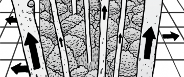 Black and white cartoon of forest of trees growing upwards. Black arrows showing growth direction.