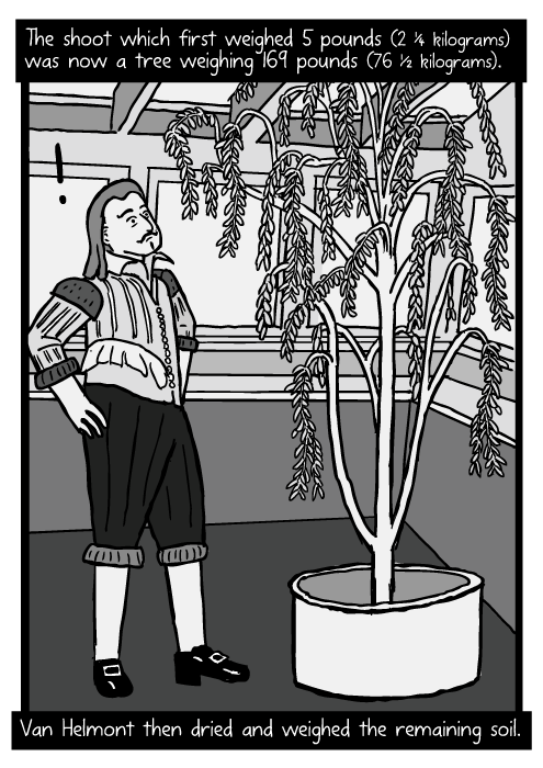 Jean Baptista van Helmont cartoon. Van Helmont willow tree drawing. The shoot which first weighed 5 pounds (2 ¼ kilograms) was now a tree weighing 169 pounds (76 ½ kilograms). Van Helmont then dried and weighed the remaining soil.