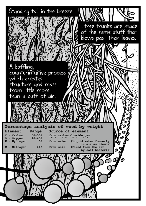 Tree bark leaves drawing. Cartoon carbon hydrogen oxygen atoms. Carbon dioxide molecules. Standing tall in the breeze…tree trunks are made of the same stuff that blows past their leaves. A baffling, counterintuitive process which creates structure and mass from little more than a puff of air.