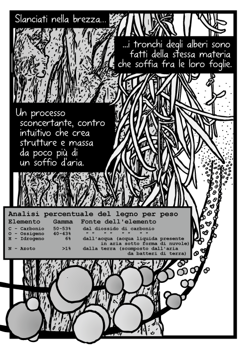 Vignetta con corteccia e foglie. Disegno degli atomi di carbonio idrogeno ossigeno. Molecole di diossido di carbonio. Slanciati nella brezza i tronchi degli alberi sono fatti della stessa materia che soffia fra le loro foglie. Un processo sconcertante, contro intuitivo che crea strutture e massa da poco più di un soffio d'aria. Analisi percentuale del legno per peso. Carbonio, Ossigeno, Idrogeno, Azoto. Un processo sconcertante, contro intuitivo che crea strutture e massa da poco più' di un soffio d'aria.