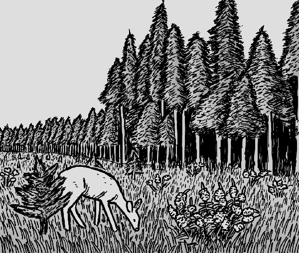 Baby deer stands in forest clearing next to tall trees. Nature drawing. Black and white cartoon.