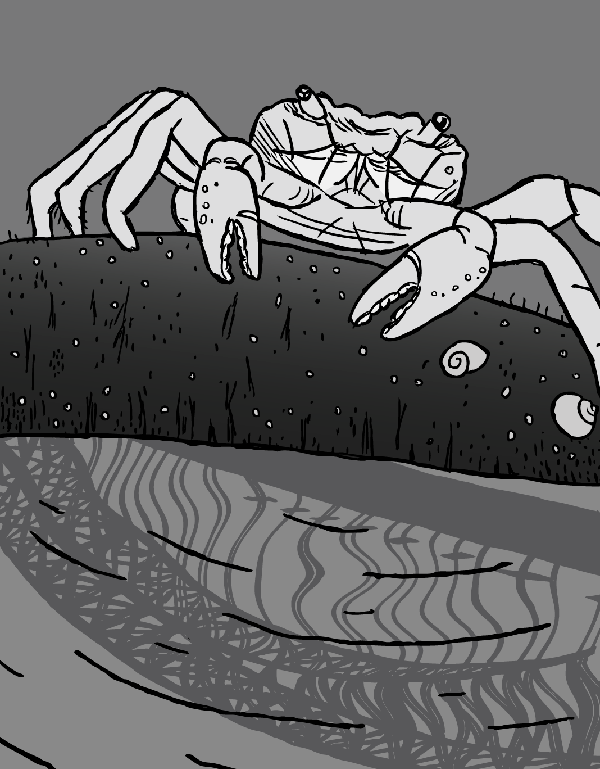 Cartoon rock crab. Crab drawing next to rock pool with Sydney Harbour Bridge reflection.