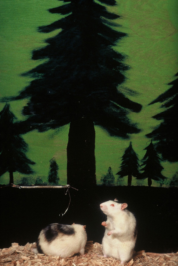 Rat Park rats investigating a metal spring nailed to the wall of the enclosure. Standing on hind legs. Showing the green colour of the Rat Park paintwork and wood shavings.