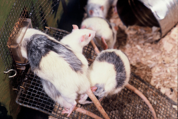 Photo of Rat Park rats on ramp near fluid tunnel. Close-up of three rats.