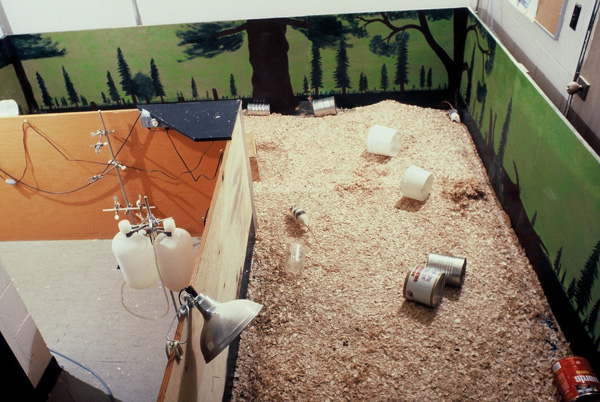 Photograph of Rat Park drug experiment enclosure. Showing rats, tin cans, heat lamp, wood shavings.