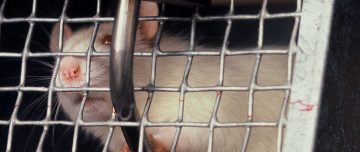 Lab rat in cage