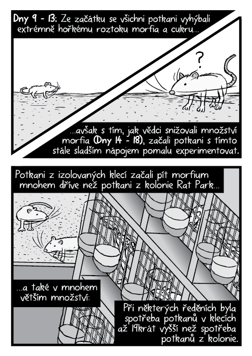 Laboratorní potkani nadhled kresba. Komiks Rat Park potkaní klece. Dny 9 – 13: Ze začátku se všichni potkani vyhýbali extrémně hořkému roztoku morfia a cukru… …avšak s tím, jak vědci snižovali množství morfia (Dny 14 – 18), začali potkani s tímto stále sladším nápojem pomalu experimentovat. Potkani z izolovaných klecí začali pít morfium mnohem dříve než potkani z kolonie Rat Park… …a také v mnohem větším množství: Při některých ředěních byla spotřeba potkanů v klecích až 19krát vyšší než spotřeba potkanů z kolonie.