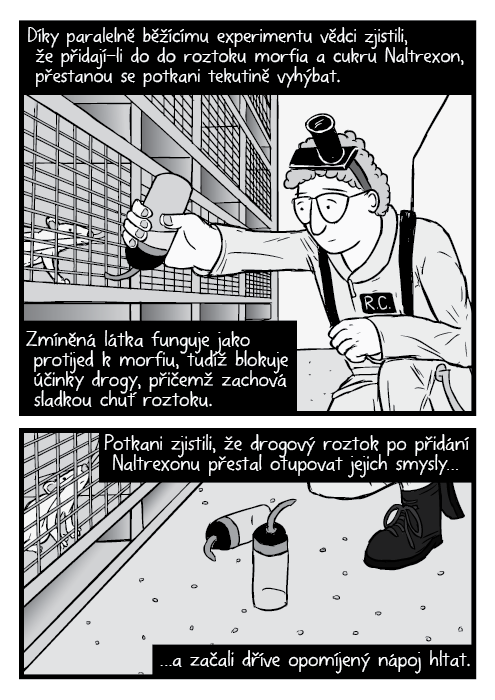 Komiks vědec Robert Coambs držící láhev s morfiem potkani klece kresba. Díky paralelně běžícímu experimentu vědci zjistili, že přidají-li do do roztoku morfia a cukru Naltrexon, přestanou se potkani tekutině vyhýbat. Zmíněná látka funguje jako protijed k morfiu, tudíž blokuje účinky drogy, přičemž zachová sladkou chuť roztoku. Potkani zjistili, že drogový roztok po přidání Naltrexonu přestal otupovat jejich smysly… …a začali dříve opomíjený nápoj hltat.