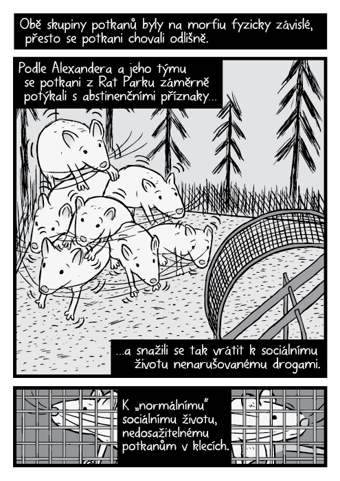 Komiks škubající se rodina potkanů drogový experiment Rat Park. Obě skupiny potkanů byly na morfiu fyzicky závislé, přesto se potkani chovali odlišně. Podle Alexandera a jeho týmu se potkani z Rat Parku záměrně potýkali s abstinenčními příznaky… …a snažili se tak vrátit k sociálnímu životu nenarušovanému drogami. K „normálnímu“ sociálnímu životu, který pro izolované potkany nebyl dosažitelný.