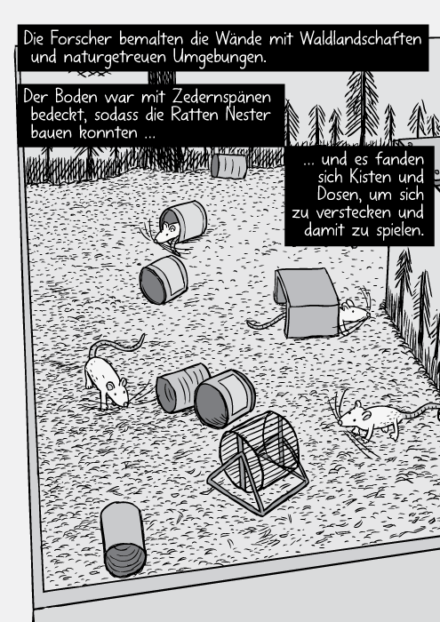 Vogelperspektive auf das Rattengehege mit Ratten, Dosen und Laufrädern. Die Forscher bemalten die Wände mit Waldlandschaften und naturgetreuen Umgebungen. Der Boden war mit Zedernspänen bedeckt, sodass die Ratten Nester bauen konnten … und es fanden sich Kisten und Dosen, um sich zu verstecken und damit zu spielen.