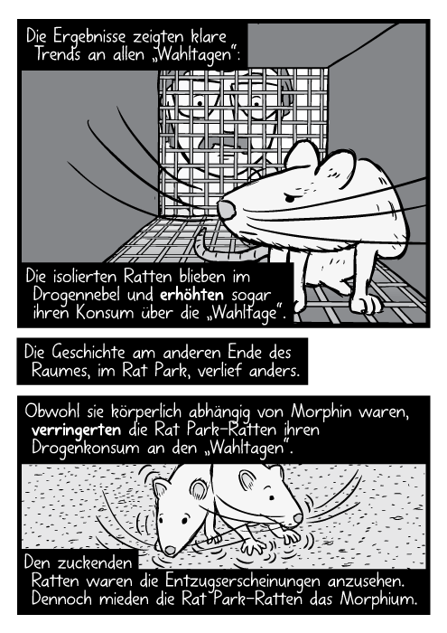 Eine Ratte in einem Käfig. Ein Forscher schaut hinein. Die Ergebnisse zeigten klare Trends an allen „Wahltagen“: Die isolierten Ratten blieben im Drogennebel und erhöhten sogar ihren Konsum über die „Wahltage“. Die Geschichte am anderen Ende des Raumes, im Rat Park, verlief anders. Obwohl sie körperlich abhängig von Morphin waren, verringerten die Rat Park-Ratten ihren Drogenkonsum an den „Wahltagen“. Den zuckenden Ratten waren die Entzugserscheinungen anzusehen. Dennoch mieden die Rat Park-Ratten das Morphium.