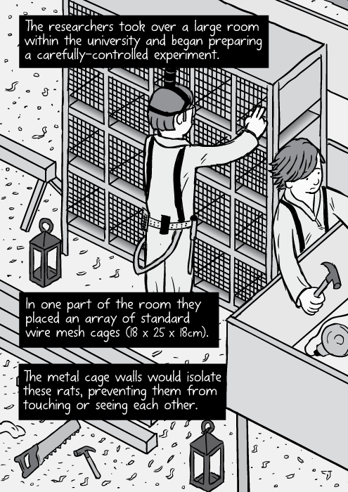 Cartoon isometric view laboratory rat cage rack. The researchers took over a large room within the university and began preparing a carefully-controlled experiment. In one part of the room they placed an array of standard wire mesh cages (18 x 25 x 18cm). The metal cage walls would isolate these rats, preventing them from touching or seeing each other.