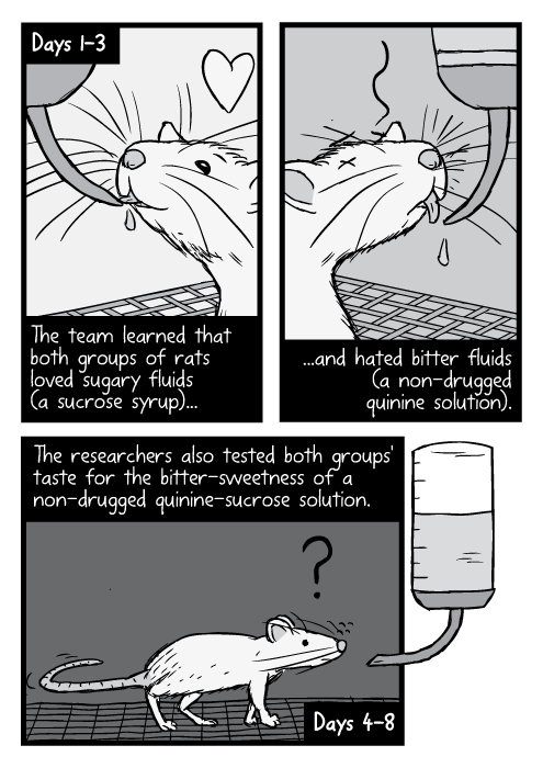 Cartoon cage rats drinking from tubes, black and white drawing. Days 1-5: The team learned that both groups of rats loved sugary fluids (a sucrose syrup)...and hated bitter fluids (a non-drugged quinine solution). Days 4-8: The researchers also tested both groups' taste for the bitter-sweetness of a non-drugged quinine-sucrose solution.