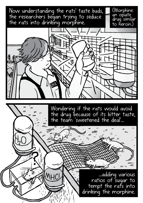 Cartoon Rat Park rats high angle feeding tubes. Now understanding the rats' taste buds, the researchers began trying to seduce the rats into drinking morphine. (Morphine: an opiate drug similar to heroin.) Wondering if the rats would avoid the drug because of its bitter taste, the team 'sweetened the deal'...adding various ratios of sugar to tempt the rats into drinking the morphine.