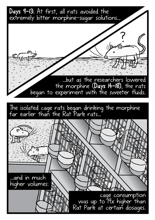 Lab rats rack high angle drawing. Cartoon Rat Park rat cages. Days 9-13: At first, all rats avoided the extremely bitter morphine-sugar solutions...but as the researchers lowered the morphine, the rats began to experiment with the sweeter fluids. The isolated cage rats began drinking the morphine (Days 14-18) far earlier than the Rat Park rats...and in much higher volumes: cage consumption was up to 19x higher than Rat Park at certain dosages.