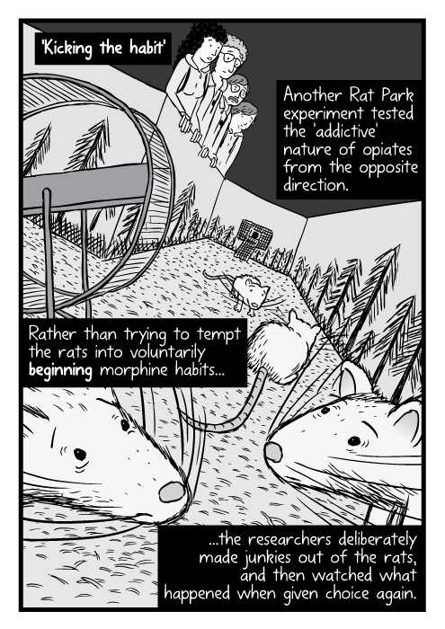 Another Rat Park experiment tested the 'addictive' nature of opiates from the opposite direction. Rather than trying to tempt the rats into voluntarily beginning morphine habits...the researchers deliberately made junkies out of the rats, and then watched what happened when given choice again.