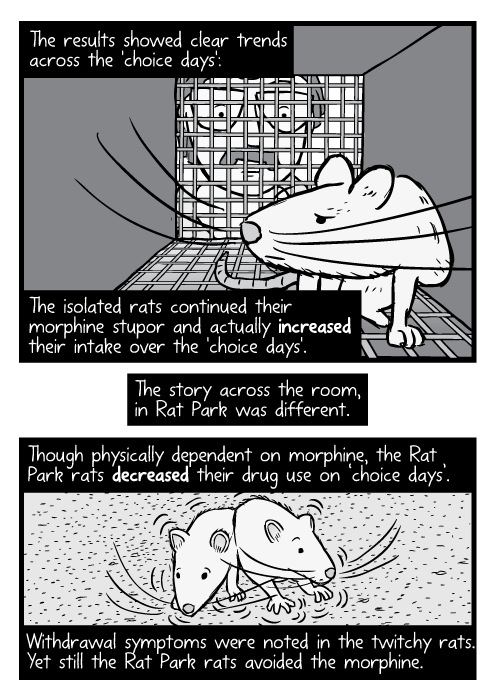 Black and white cartoon rat inside cage, researcher looking in. The results showed clear trends across the 'choice days': The isolated rats continued their morphine stupor and actually increased their intake over the 'choice days'. The story across the room, in Rat Park was different. Though physically dependent on morphine, the Rat Park rats decreased their drug use on ‘choice days’. Withdrawal symptoms were noted in the twitchy rats. Yet still the Rat Park rats avoided the morphine.