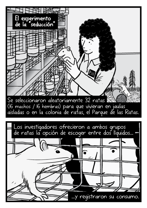 El experimento de la “seducción”. Dibujo de una mujer científica sosteniendo una rata de laboratorio. Caricatura de una rata dentro de una jaula y un investigador buscándola. Se seleccionaron aleatoriamente 32 ratas (16 machos/16 hembras) para que vivieran en jaulas aisladas o en la colonia de ratas, el Parque de las Ratas. Los investigadores ofrecieron a ambos grupos de ratas la opción de escoger entre dos líquidos...y registraron su consumo.