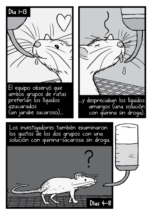 Caricatura a blanco y negro de ratas bebiendo de tubos. El equipo observó que ambos grupos de ratas preferían los líquidos azucarados (un jarabe sacaroso)...y despreciaban los líquidos amargos (una solución con quinina sin droga). Los investigadores también examinaron los gustos de los dos grupos con una solución con quinina-sacarosa sin droga.