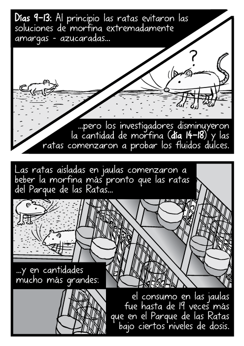 Dibujo, en el ángulo superior, de un estante de metal de ratas de laboratorio. Caricatura de las jaulas de las ratas del Parque de las Ratas. Días 9-13: Al principio las ratas evitaron las soluciones de morfina extremadamente amargas – azucaradas...pero los investigadores disminuyeron la cantidad de morfina (día 14-18) y las ratas comenzaron a probar los fluidos dulces. Las ratas aisladas en jaulas comenzaron a beber la morfina más pronto que las ratas del Parque de las Ratas...y en cantidades mucho más grandes: el consumo en las jaulas fue hasta de 19 veces más que en el Parque de las Ratas bajo ciertos niveles de dosis.