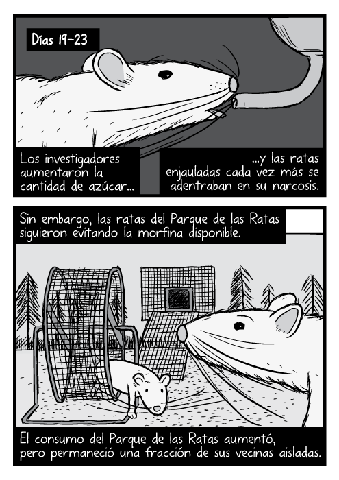 Dibujos a blanco y negro con un close-up a las ratas. Caricatura de una rueda de ejercicio para ratones en el Parque de las Ratas. Los investigadores aumentaron la cantidad de azúcar...y las ratas enjauladas cada vez más se adentraban en su narcosis. Sin embargo, las ratas del Parque de las Ratas siguieron evitando la morfina disponible. El consumo del Parque de las Ratas aumentó, pero permaneció una fracción de sus vecinas aisladas.