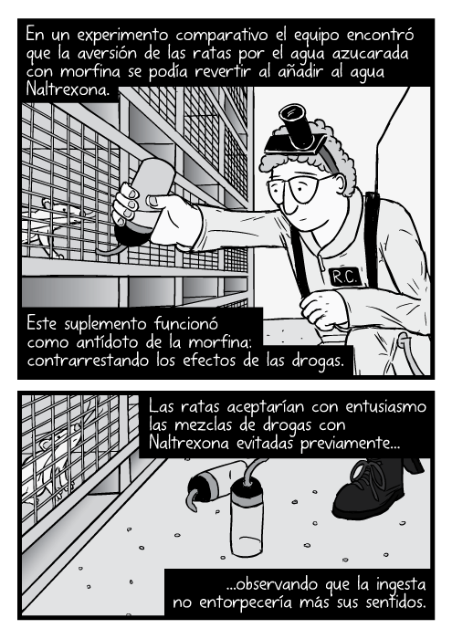 Caricatura del investigador Robert Coambs sosteniendo una botella de morfina para colocarla en las jaulas de las ratas. En un experimento comparativo el equipo encontró que la aversión de las ratas por el agua azucarada con morfina se podía revertir al añadir al agua Naltrexona. Este suplemento funcionó como antídoto de la morfina: contrarrestando los efectos de las drogas. Las ratas aceptarían con entusiasmo las mezclas de drogas con Naltrexona evitadas previamente...observando que la ingesta no entorpecería más sus sentidos.