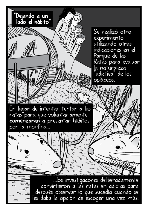 Caricatura con un close-up de ratas drogadas. “Dejando a un lado el hábito”. Se realizó otro experimento utilizando otras indicaciones en el Parque de las Ratas para evaluar la naturaleza “adictiva” de los opiáceos. En lugar de intentar tentar a las ratas para que voluntariamente comenzaran a presentar hábitos por la morfina...los investigadores deliberadamente convirtieron a las ratas en adictas para después observar lo que sucedía cuando se les daba la opción de escoger una vez más.